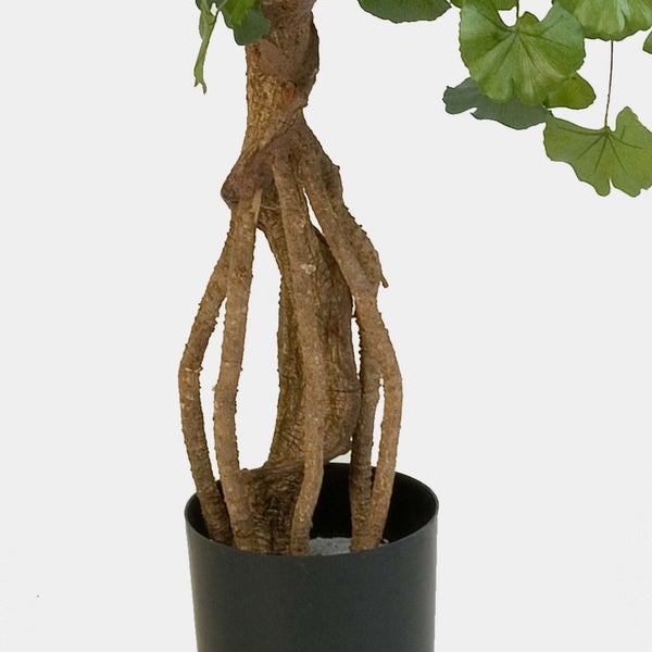 Künstlicher Ginkgobaum mit Luftwurzeln in einem schwarzen Topf, Detailansicht des Stammes und der grünen Blätter.