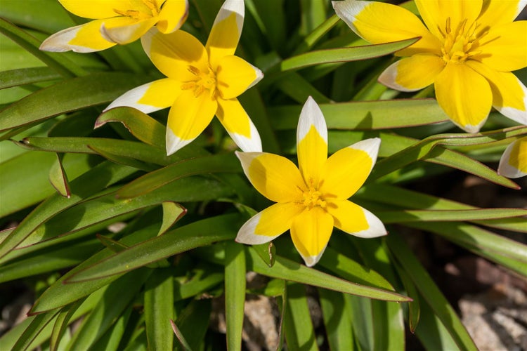 Tulipa tarda, Wildtulpe, gelb-weiß, ca. 9x9 cm Topf