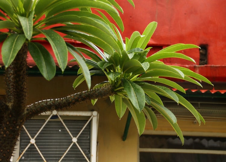 SAFLAX Garden to go - Madagascar - Palme - Pachypodium lamerei - 10 Samen - Mit Topf, Klima - Deckel und Anzuchtsubstrat