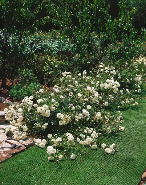Rosa 'Swany', Bodendeckerrose, weiß, 3-5 Liter Container