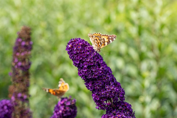 Buddleja davidii 'Black Knight', Schmetterlingsflieder, dunkelviolett, 150–175 cm
