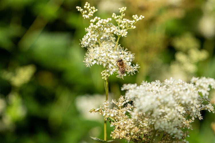 Nahaufnahme einer Honigbiene auf einer Wiesenknopf-Blüte
