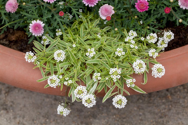 Iberis sempervirens 'Fischbeck', Schleifenblume, weiß, ca. 9x9 cm Topf