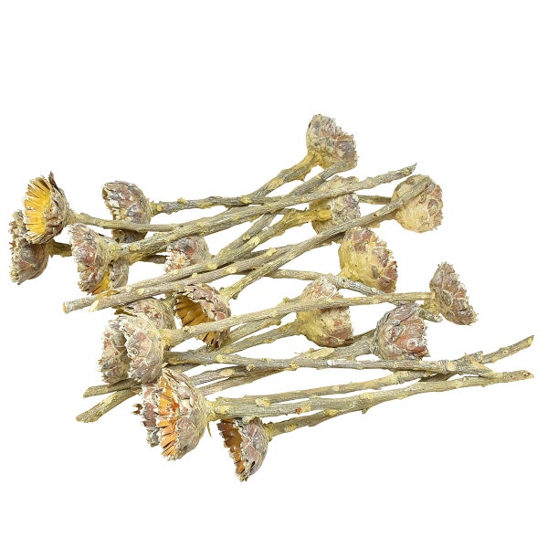 Dekorative getrocknete Blütenstände auf Stielen für florale Arrangements