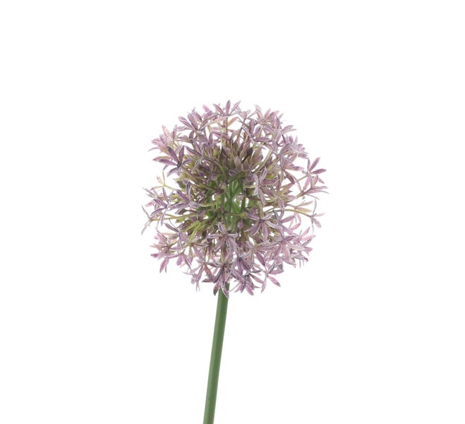 FRANK FLECHTWAREN|Blume Allium, 69 cm, KUNSTSTOFF, METALL