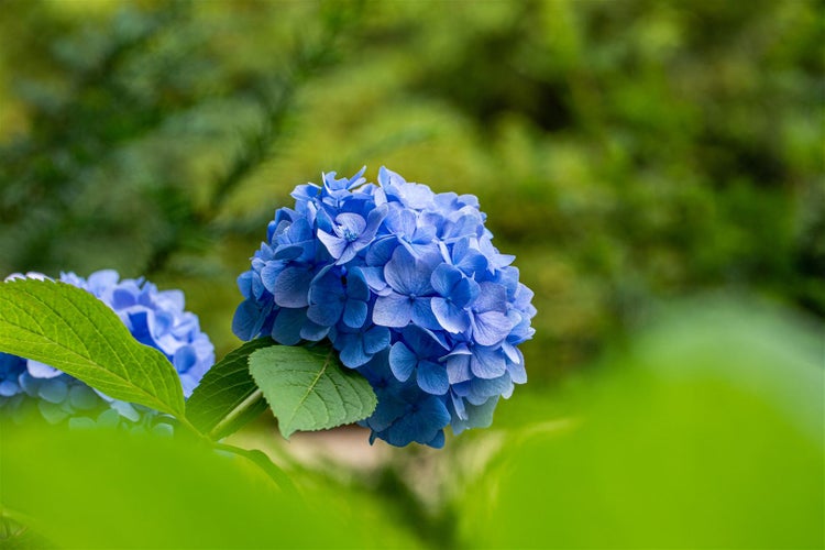 Hydrangea macrophylla 'Belle Seduction', Hortensie, rosa, 40–60 cm