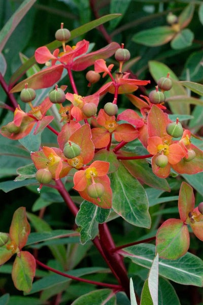 Euphorbia griffithii 'Dixter', Wolfsmilch, orange-rot, ca. 9x9 cm Topf