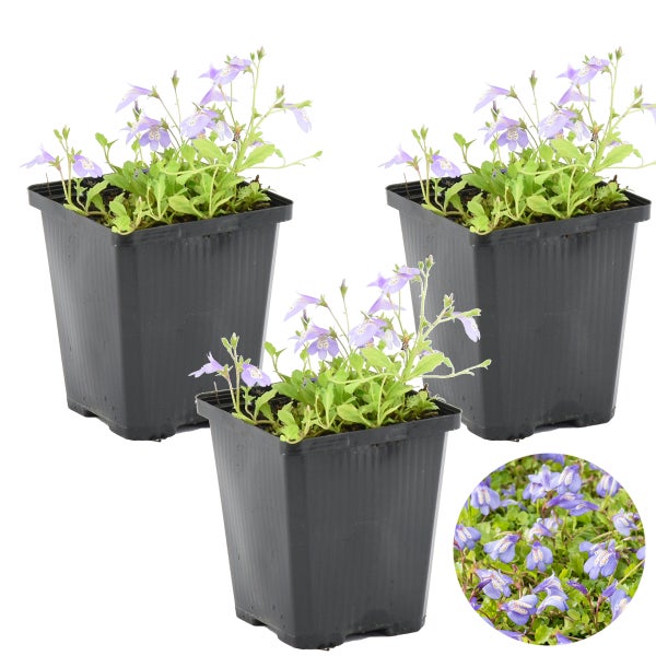 3x Mazus Reptans – Blaue Mazus – Teichpflanze – Bodendecker – Zone 1/2 – ⌀09cm – ↕15-25 cm