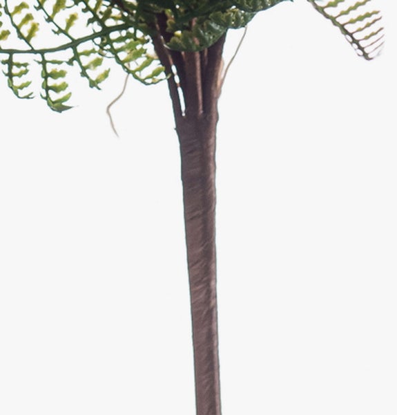 Nahaufnahme von zwei überkreuzten braunen Pflanzenstämmen in einem einfachen schwarzen Blumentopf.