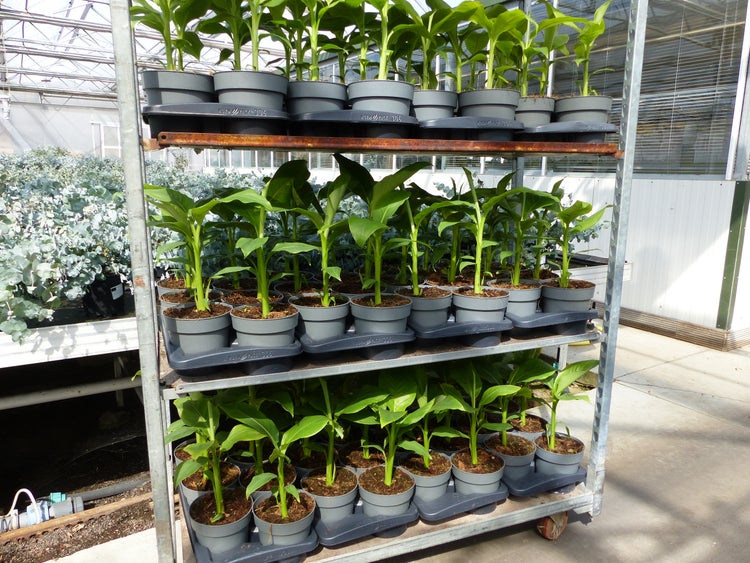 Bananenstaude Musa Basjoo 60 - 80 cm winterhart Staude japanische Faserbanane