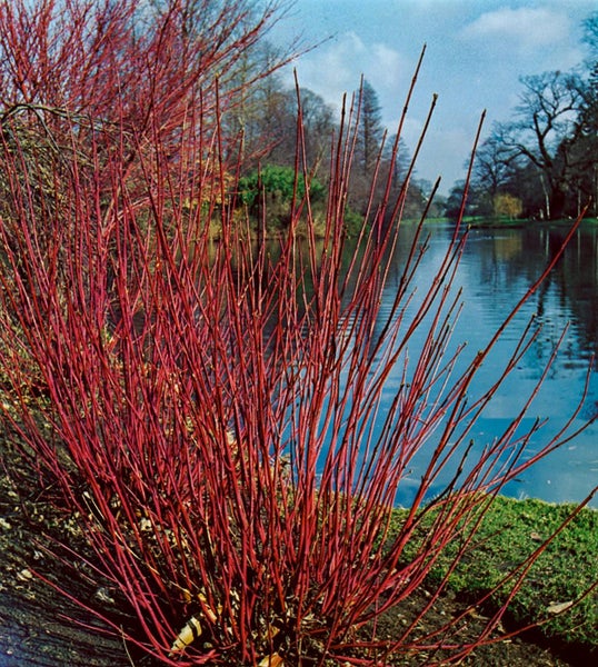 Cornus alba 'Sibirica', Hartriegel, leuchtend rot, 40–60 cm