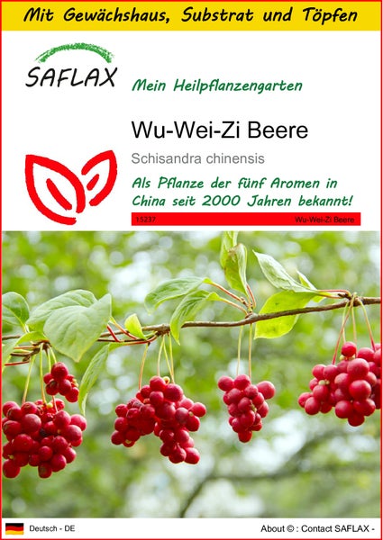 SAFLAX Anzucht Set - Wu-Wei-Zi Beere - Schisandra chinensis - 15 Samen - Mit Mini-Gewächshaus, Anzuchtsubstrat und 2 Töpfen