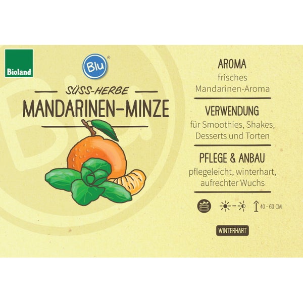 Mandarinen-Minze in BIO-Qualität - Mentha x piperita - Kräuterpflanze im 12cm Topf