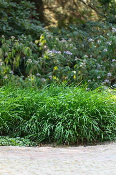 Hakonechloa macra 'Greenhills', Japanisches Waldgras, ca. 2-3 Liter Topf