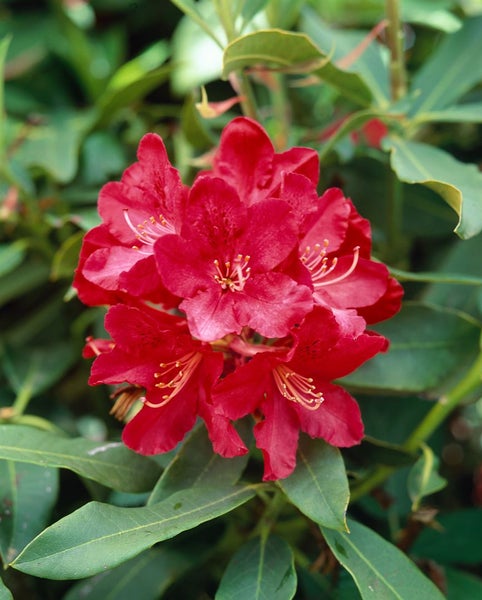 Rhododendron Hybr. 'Roter Korsar', rot, 30–40 cm