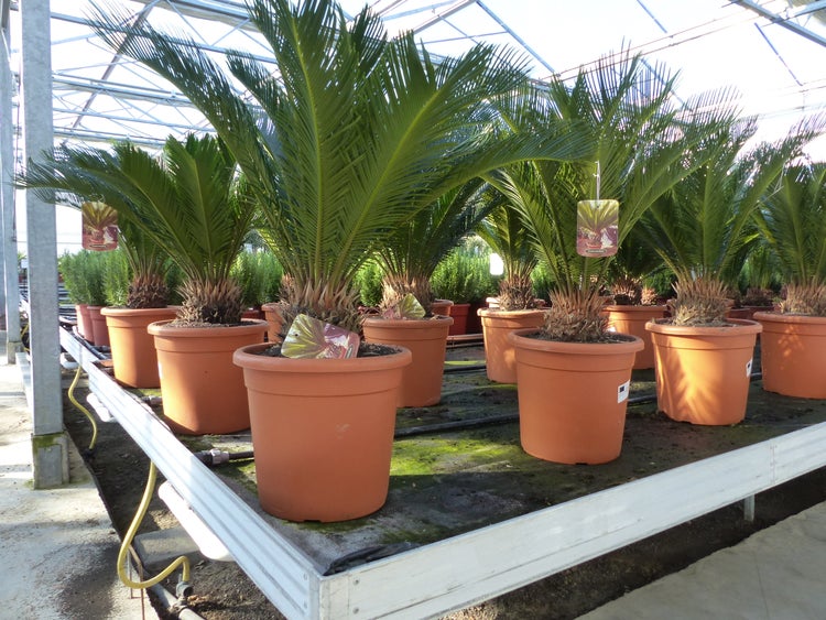 XL Palmfarn 70 - 100 cm Cycas Revoluta Sagopalme Palme, innen + außen