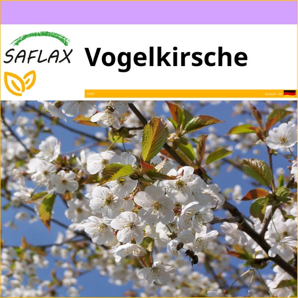 SAFLAX  - Vogelkirsche - Prunus avium - 10 Samen