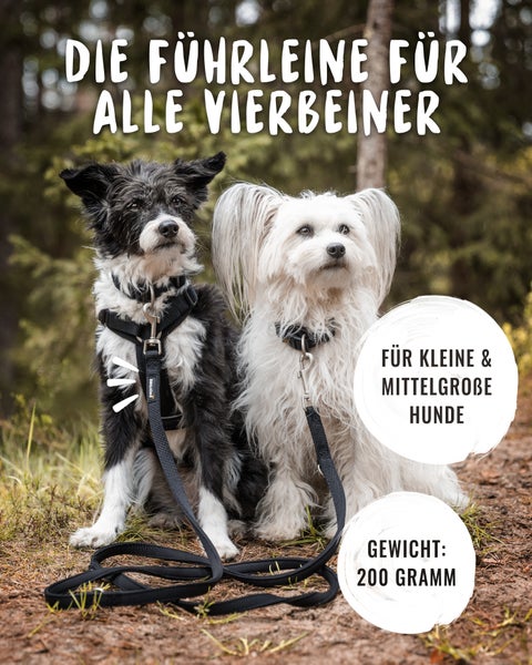 Zwei Hunde mit Hundeleinen und Hundegeschirren für kleine und mittelgroße Hunde