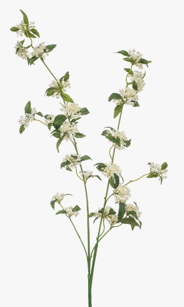 Efeu Hedera helix mit weiß-grün panaschierten Blättern.