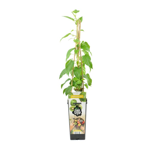 Mini-Kiwi Actinidia arguta Issai im schwarzen Topf mit Bambusstützen und grünen Blättern.