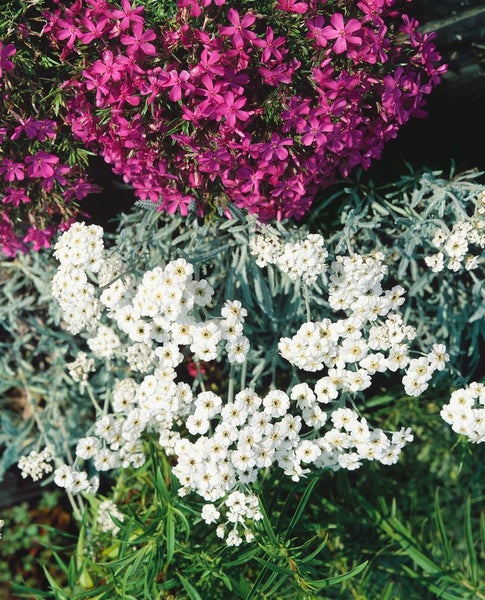 Achillea x kellereri, Silber-Garbe, silbrig, ca. 9x9 cm Topf