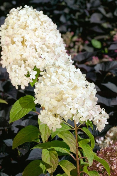 Hydrangea paniculata 'Bobo', Rispenhortensie, weiß, 40–60 cm
