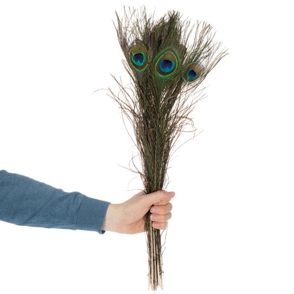Hand hält ein Bündel natürlicher Pfauenfedern mit Augenmuster.