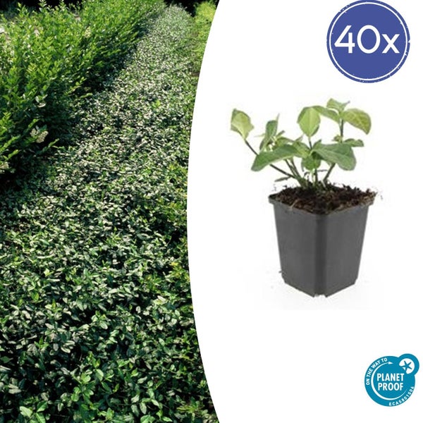Set von 40 Liguster Heckenpflanzen im Topf mit On the way to Planet Proof Siegel für nachhaltige Produktion.