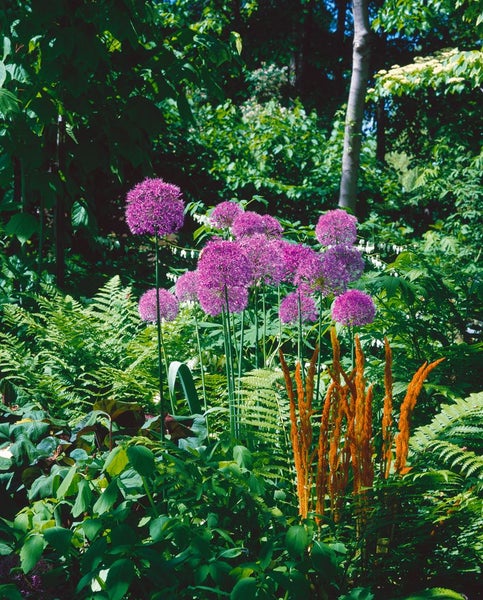 Allium giganteum, Riesenlauch, violett, 2-3 Liter Container