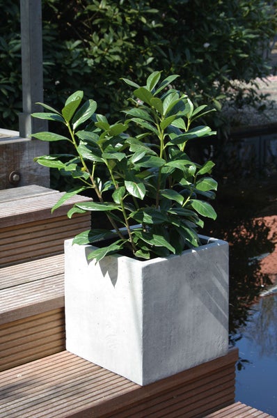 Kirschlorbeer in quadratischem Pflanzkübel aus Beton auf Holztreppe am Wasser im Garten.