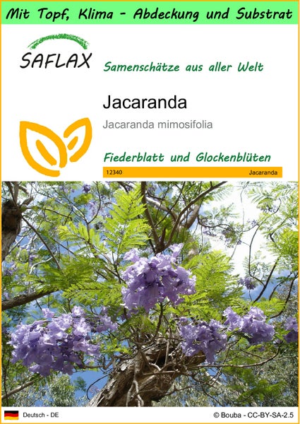 SAFLAX Garden to go - Jacaranda - Jacaranda mimosifolia - 50 Samen - Mit Topf, Klima - Deckel und Anzuchtsubstrat