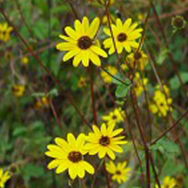 Gelbe Blüten einer mehrjährigen Sonnenblume im Garten