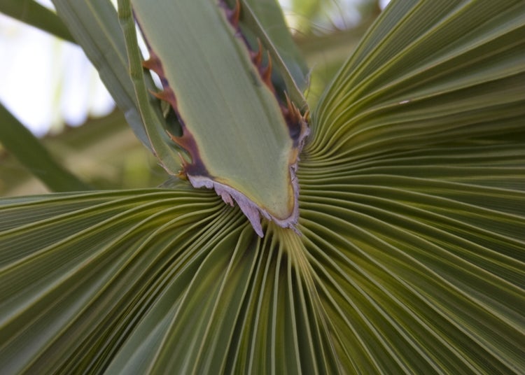 SAFLAX Garden to go - Washingtonia Fächerpalme - Washingtonia robusta - 12 Samen - Mit Topf, Klima - Deckel und Anzuchtsubstrat