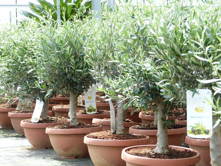 Olivenbaum Bonsai 70 - 90 cm Formgehölz, Olive winterhart, Olea europaea