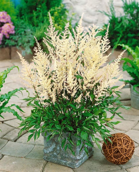 Astilbe x cult.'Rock and Roll' -R-, Prachtspiere, rosa, ca. 11x11 cm Topf