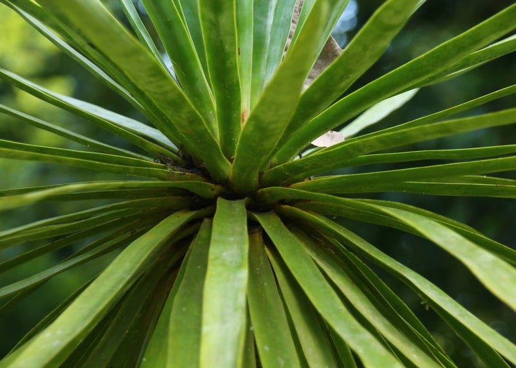 SAFLAX Garden to go - Drachenbaum - Dracaena Draco - 5 Samen - Mit Topf, Klima - Deckel und Anzuchtsubstrat