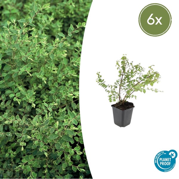 Bodendecker - Niedrige Purpurbeere - Symphoricarpos chenaultii 'Hancock' - 9cm Topf - Set mit 6 Pflanzen