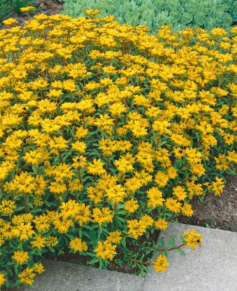 Gold-Fetthenne-Pflanze mit gelben Blüten im Garten