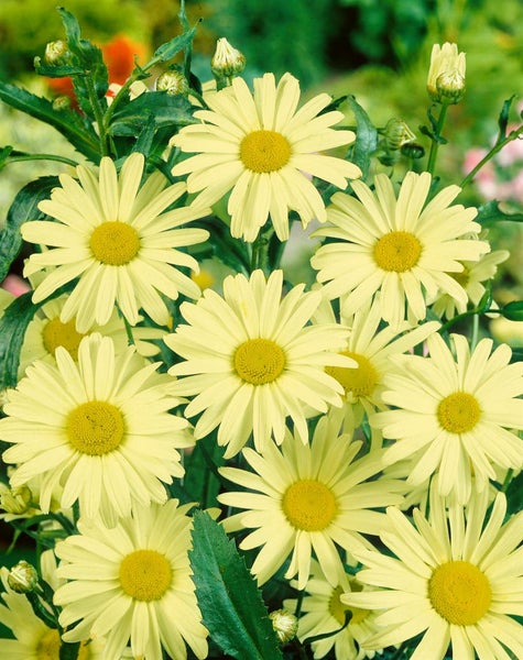 Leucanthemum x superbum 'Sonnenschein', Margerite, gelb, ca. 9x9 cm Topf