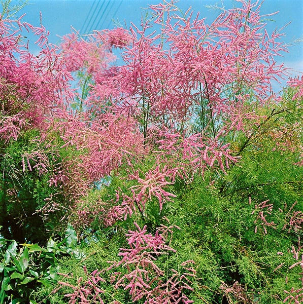 Tamarix ramosissima 'Pink Cascade', Rosarote Tamariske, 100–150 cm