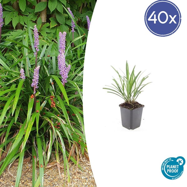 40 Stück Lilientraube Liriope muscari im Topf, blühend mit violetten Blütenähren, On the way to PlanetProof zertifiziert.