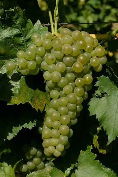 Eine reife Traube mit hellen Weinbeeren hängt an einer Weinrebe zwischen grünen Weinblättern im Weinberg.