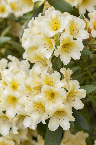 Rhododendron yakushimanum 'Millenium Gold', gelb, 40–50 cm