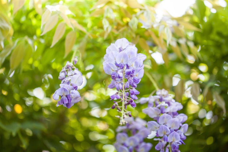 Wisteria sinensis, Chinesischer Blauregen, 40–60 cm