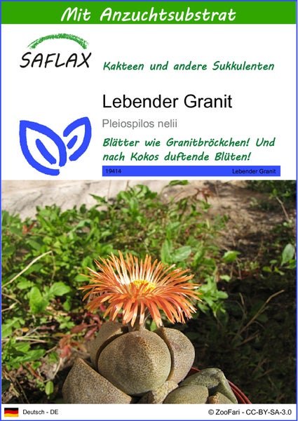 SAFLAX  - Lebender Granit - Pleiospilos nelii - 40 Samen - Mit keimfreiem Anzuchtsubstrat