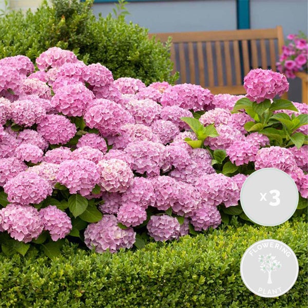 3x Hydrangea Macrophylla 'Early Rosa' - Hortensie - Strauch - Winterherz – ⌀14 cm - ↕30-40 cm