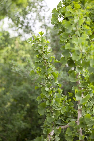 Ginkgo biloba, Fächerblattbaum, 40–60 cm, winterhart