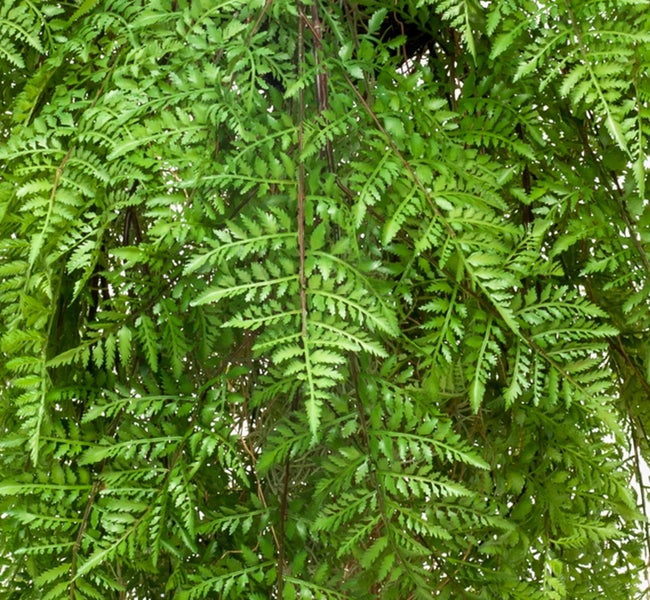 Hängepflanze mit feinen, fadenförmigen Trieben.