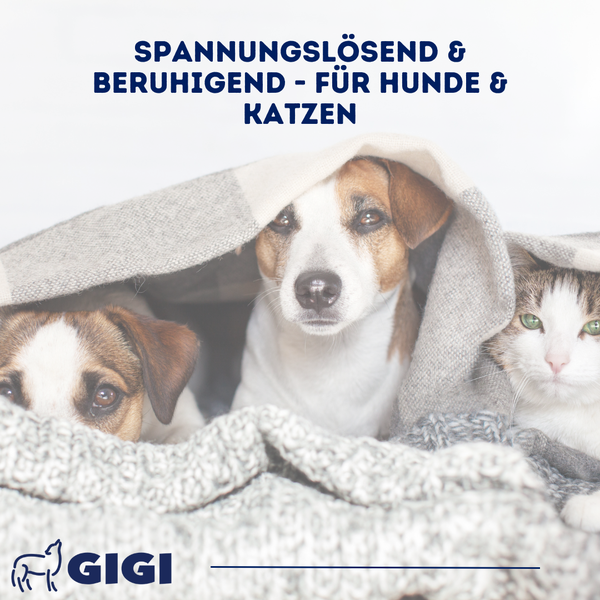 Entspannend und beruhigend für Hunde und Katzen unter einer Decke