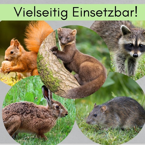Verschiedene Wildtiere wie Eichhörnchen, Marder, Waschbär, Hase und Bisamratte in runden Ausschnitten.